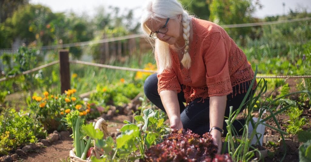 Senior woman tending to vegetable garden in Portugal, showcasing autumn harvest.